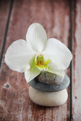 white orchid flower on grey stones