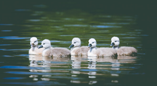 Young swans watch their mother as they hunt for food.