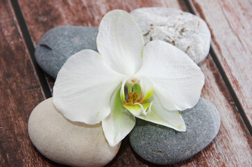 Fototapeta na wymiar white orchid flower on grey stones