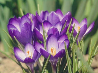 purple crocus flowers in spring