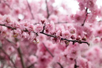 Tree blossoming during Spring in Notting Hill, London