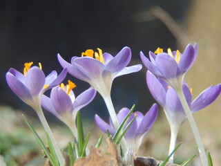 purple crocus flowers