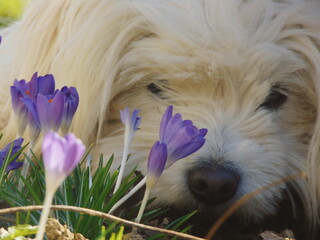 puppy in the garden