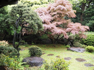 ピンク色の木がある日本庭園