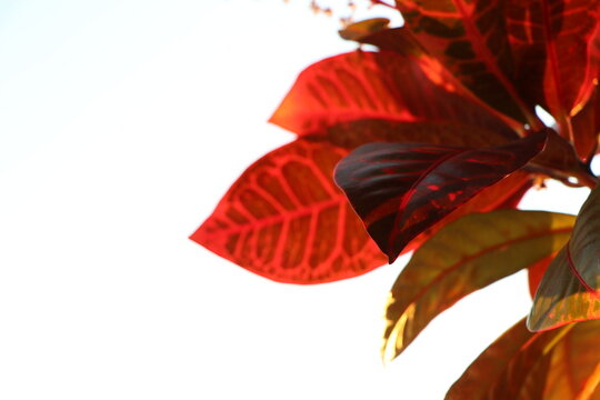 Close-up of the red leaves of a croton, background with copy space