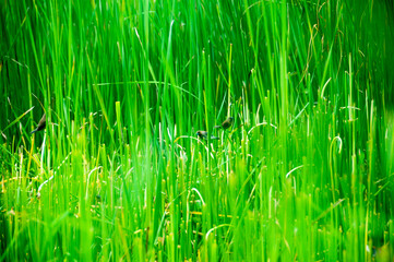 Several rice-eating sparrows were in a swampy area with green weeds