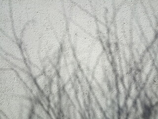 tree shadow on white cement wall, plaster background
