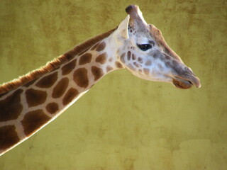 Obraz premium OLYMPUS DIGITAL CAMERA