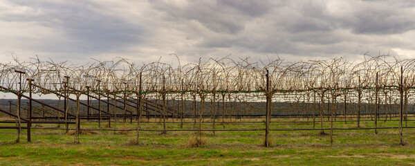 Grapevines on trellis
