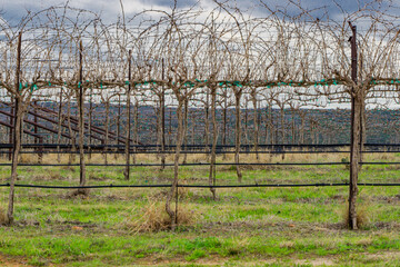 Grapevines on trellis