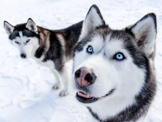 Portrait of a Siberian husky, friendship forever. Pet. Husky