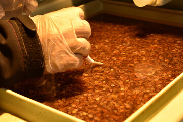 Lachszucht Behandlung der kürzlich geschlüpften Jungfische mit Pipette