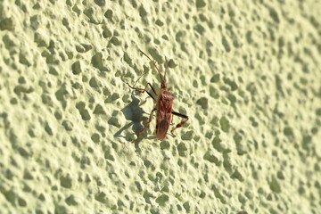Leptoglossus occidentalis. Western conifer seed bug, aka WCSB. Macro, isolated on green wall