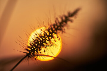 The silhouette close-up scene of nature