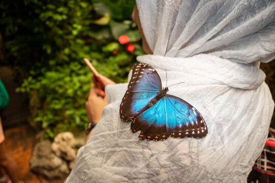 beautiful blue Mpho butterfly stands on the shoulder of an adult wearing a white scarf in the garden