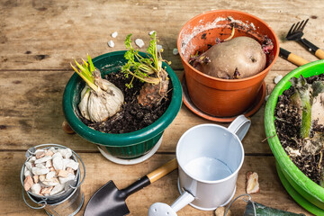 Spring planting and gardening concept
