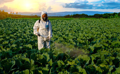 Gardener in a protective suit spray fertilizer with pesticides on huge cabbage vegetable plant at...