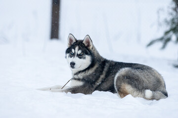 Portrait of a Siberian husky, friendship forever. Pet. Husky