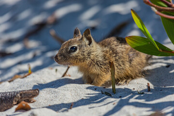 Squirrel
