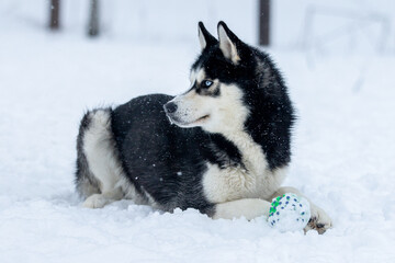 Portrait of a Siberian husky, friendship forever. Pet. Husky