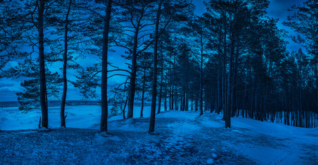 Panoramic view of dark night in pine forest near Baltic sea coast.