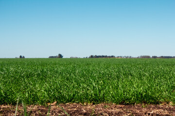 Fototapeta na wymiar corn field in summer