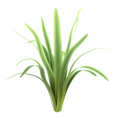 3D Rendering Bromeliad Plant on White