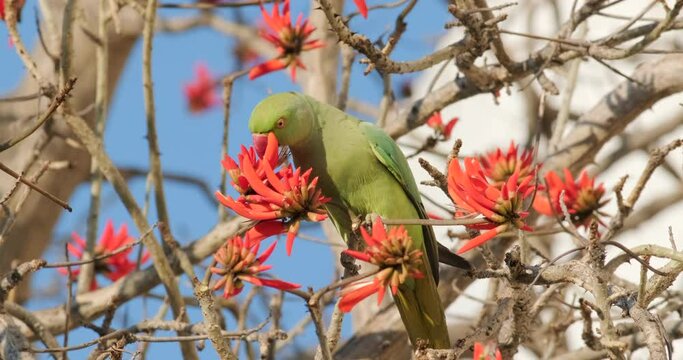Slow-motion footage of a green Parrot drinks nectar from blooming red flowers