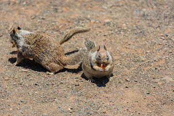 Squirrel