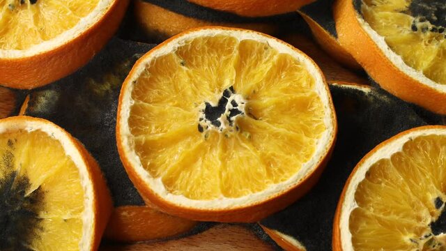 Decay, Orange slice is rotting, Mold and bacteria, Fruit quickly become small and wrinkled, Timelapse Shot