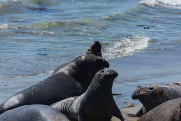 Seaelephant