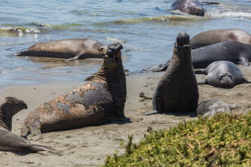 Seaelephant