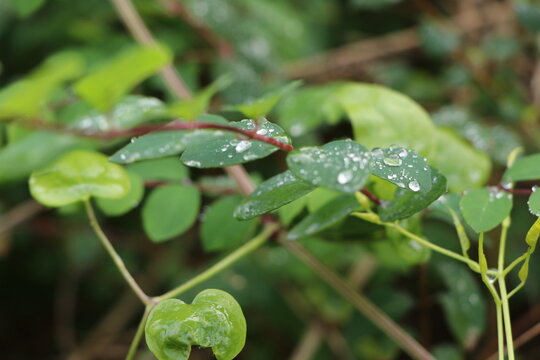 Close up of small waterdrops on green leaves