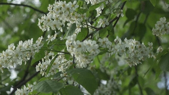 blossoming bird-cherry tree bunch with white flowers and green leaves in a sunny spring day