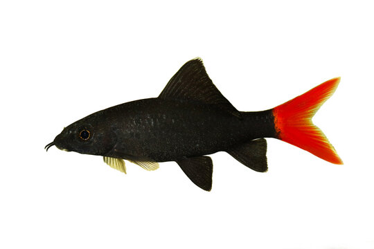 Red Fire Tail Shark Catfish Epalzeorhynchos bicolor aquarium fish isolated
