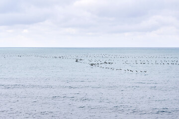 seascape with a flock of migratory birds flying low over the water
