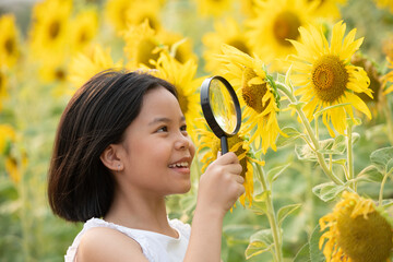 happy little asian girl having fun among blooming sunflowers under the gentle rays the sun. summer holiday,child holding magnifying glass and looking on sunflower for learning,flower education concept