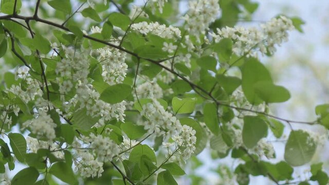 blossoming bird-cherry tree bunch with white flowers and green leaves in a sunny spring day