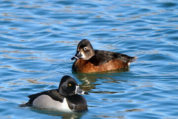 Ring Necked ducks swimming and feeding on lake in early spring on freezing cold but sunny day