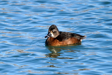 Ring Necked ducks swimming and feeding on lake in early spring on freezing cold but sunny day