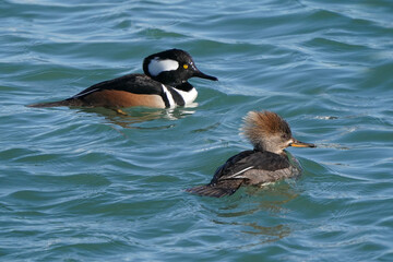 Hooded Merganser pair swimming on clear blue water in lake in spring on freezing cold day. Or female by herself