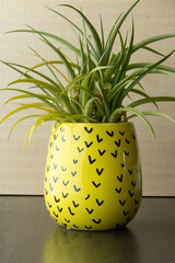 Ananas plant on a yellow funny plant pot