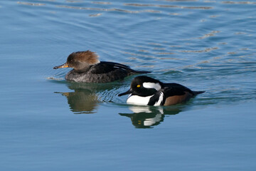 Hooded Merganser pair swimming on clear blue water in lake in spring on freezing cold day. Or female by herself