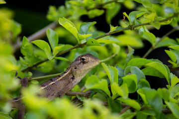 lizard on a tree