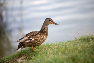 Female mallard (Anas platyrhynchos) duck on a lake