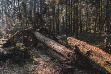fallen tree in the forest