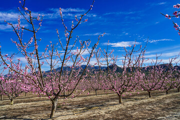 Peach blossom in Cieza, Soto de la Zarzuela in the Murcia region in Spain