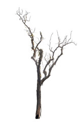 Dead tree on the white background