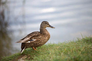 Female mallard (Anas platyrhynchos) duck on a lake