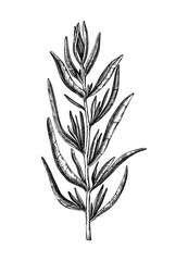 Hand sketched French tarragon botanical illustration. Engraved estragon sketch. Hand-drawn aromatic culinary herb. Perfect for cooking in the kitchen and French cuisine